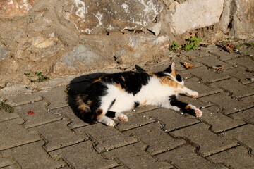 A cat lying and playing on the outside ground, selective focus. It is playing alone in a sunny day in the autumn. It is called "Kedi" or "Sokak Kedisi" in Turkish.