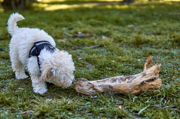 Naklejka na ściany i meble WHITE POODLE PUPPY WITH BLACK HARNESS SNIFFING A LOG LYING ON THE GRASS. lITTLE DOG. HORIZONTAL