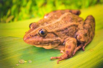 frog on the ground