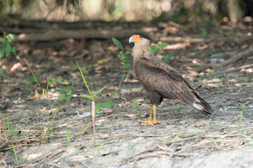 Obraz premium The Southern Caracara (Caracara plancus) 