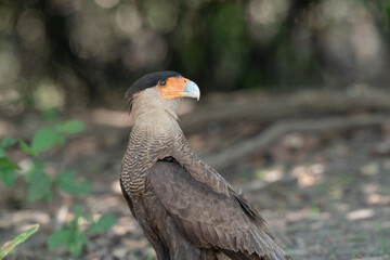 The Southern Caracara (Caracara plancus) 