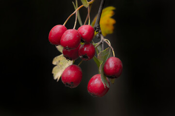 red cherries on a tree