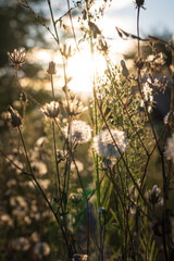 Blooming fluffy flowers at sunset, the sun's rays shine through the plant