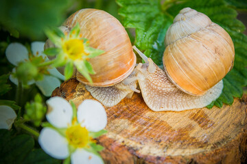 snail on a wooden background