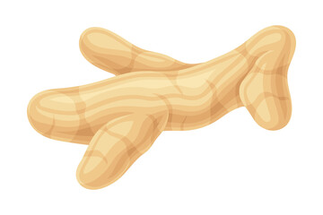 Turmeric or Curcuma Longa Rhizome Used in Asian Cuisine Closeup Vector Illustration