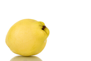 One bright yellow organic quince, close-up, isolated on white.