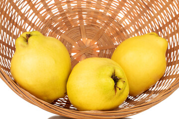Three ripe bright yellow quince with straw dishes, close-up, isolated on white.