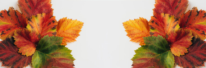 Fototapeta na wymiar Autumn leaves are yellow, red for your ideas. Nature background, banner. Copy space, top view