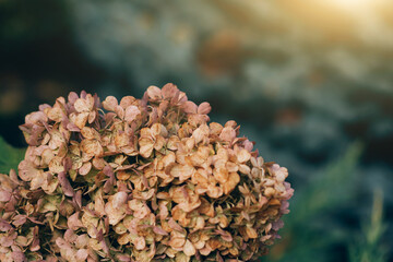 Dry hydrangea flower, autumn season in the garden. Nature background. Copy space