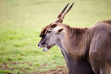 portrait of a male common eland