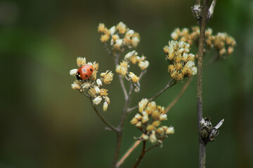 A ladybug is sitting on a branch. A branch on the background of grass with a ladybug. Ladybug.