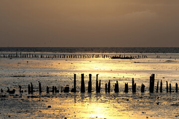 Obraz premium Abendstimmung im Wattenmeer an der Nordseeküste - Stockfoto
