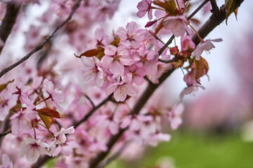 Blooming cherry blossom in spring