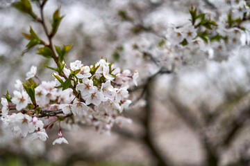 Blooming white sakura tree in spring