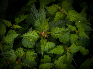 nettle