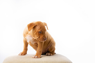 cute pitbull puppy with red nose
