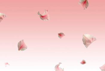Falling beautiful petals on pink background