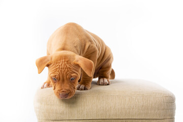 cute pitbull puppy with red nose