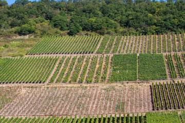 Landscape view of riesling grape vineyard landscape on a steep hillside, along the Moselle River in Germany