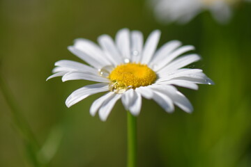 Rain drops on a daisy