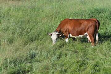 cows in the field