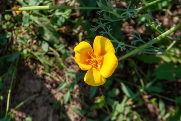 small yellow flower in the garden