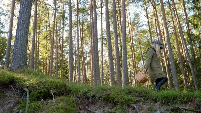 Woman in a khaki color jacket walks through mossy pine forest with a basket and looking for mushrooms.