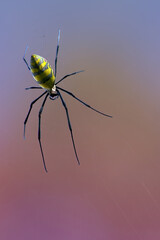 Macro Joro Spider Portrait