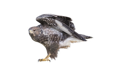 A common buzzard (Buteo buteo), isolated on White background