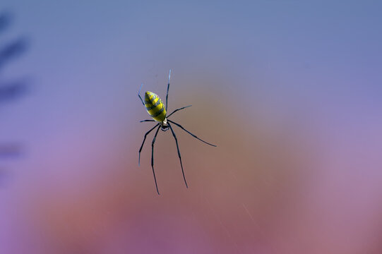 Joro Spider at Sunset Landscape