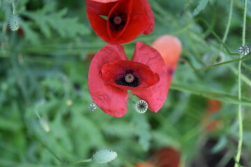 red poppy flower