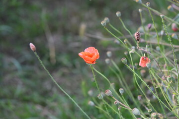 Fototapeta premium red poppy flower