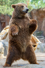 Big brown bear standing on his legs