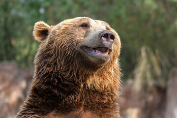 Portrait of a European brown bear