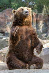 Big brown bear sitting down