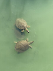 in green water of a river several large turtles swim on the surface