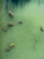 in green water of a river several large turtles swim on the surface