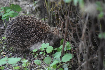 hedgehog in the grass
