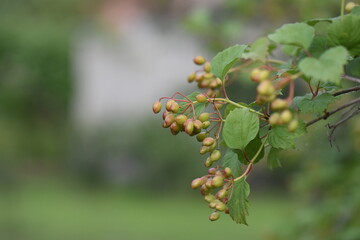 berries of a gooseberry