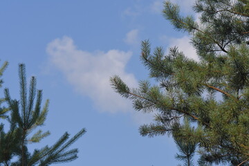 pine branches against sky