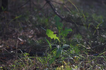 mushrooms in the forest
