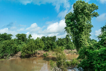 Giant bush near muddy creek