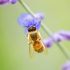A bee on a purple flower to collect pollen in summer