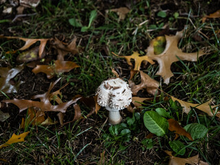 mushroom in the grass