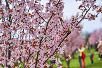 Pink cherry blossom in spring