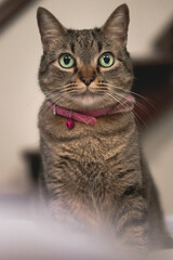 portrait of a cat with eyes