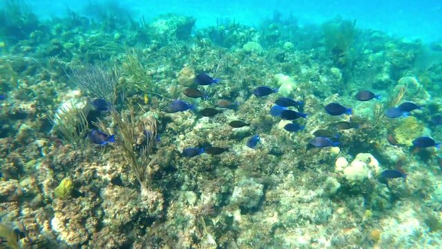 An underwater videos of a school of Blue Tang fish in Nassau, Bahamas