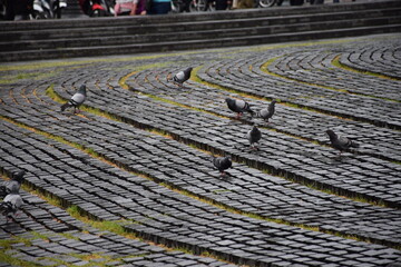 Palomas en una plaza de adoquines.