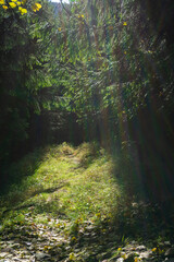 A green forest alley full of grass and trees with the sun shinin