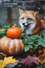 red fox sitting in leaves and pumpkins,autumn still life